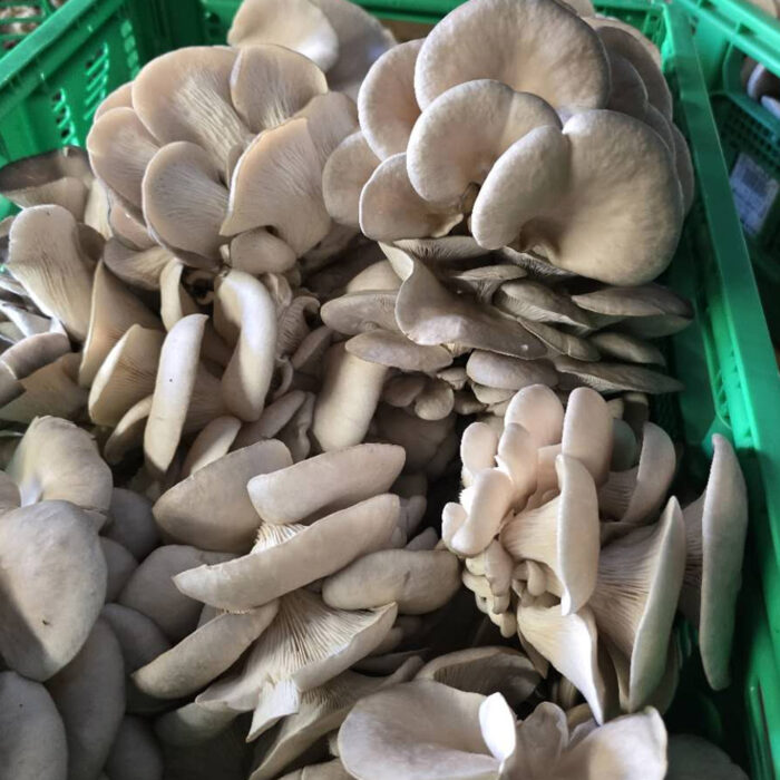 Pleurotes françaises fraîches - 1 Kg – Image 2