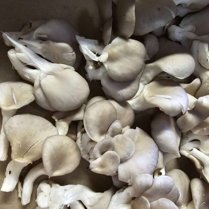 Pleurotes françaises fraîches - 1 Kg – Image 3