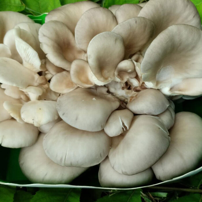 Pleurotes françaises fraîches - 1 Kg
