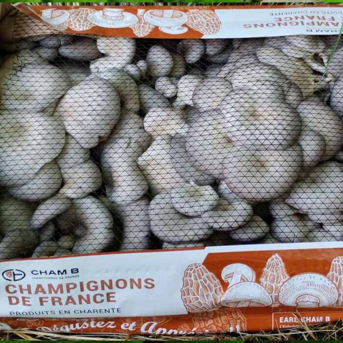 Pleurotes françaises fraîches - 2 Kg